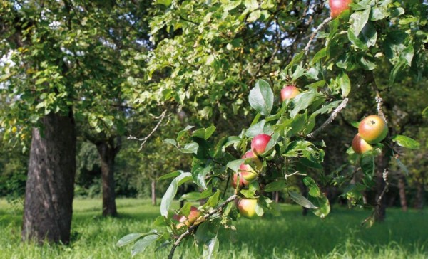 Streuobstwiese-verkleinert