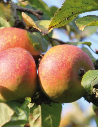 Sortenreines Apfelmus und Streuobstwiesenmischung aus neuer Ernte ...