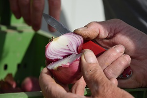 Buelle-in-der-Hand