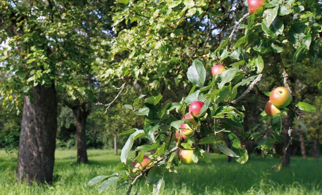 Sortenreines Apfelmus und Streuobstwiesenmischung aus neuer Ernte ...